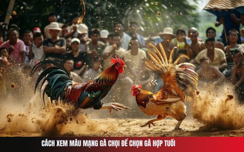 Cách xem màu mạng gà chọi để chọn gà hợp tuổi