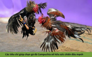 Các tiêu chí giúp chọn gà đá Campuchia sở hữu sức chiến đấu mạnh