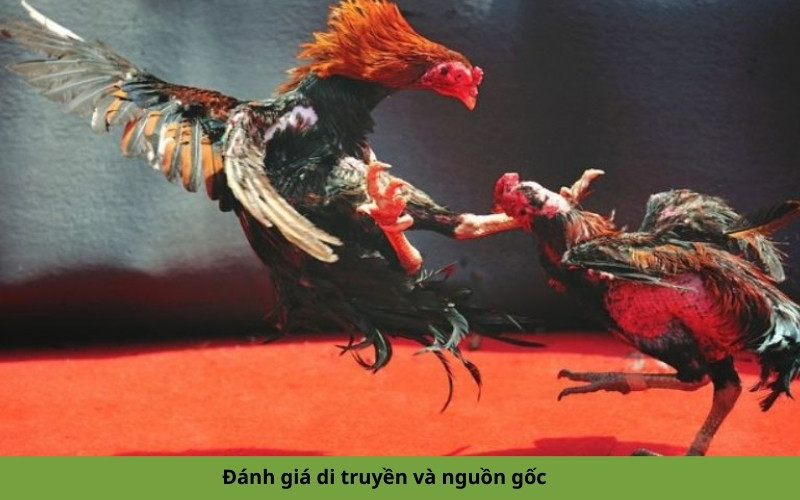 Đánh giá di truyền và nguồn gốc